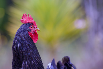 Close-up photography of a free range rooster head. Captured at the Andean mountaiins of central Colombia.