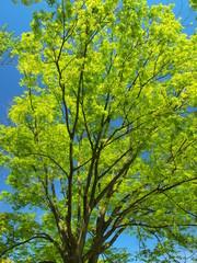 新緑の欅と青空
