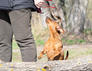 A red miniature pinscher stands on his hind legs and looks at his master's hand. The man has a red dog leash in his hands.