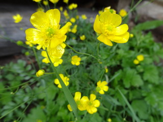 flower, yellow, nature, spring, flowers, summer, green, field, plant, garden, grass, meadow, blossom, flora, bloom, buttercup, beautiful, macro, blooming, color, beauty, petal, canola, daisy, floral