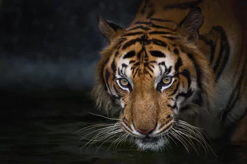 Gordijnen Portrait of tiger. © ake