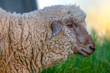 White sheep roaming on a field at sunset. Captured at the Andean mountains of cenrtal Colombia.
