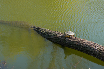 Turtle on a tree in the water.