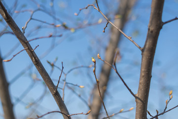 Buds on the branches of a tree in spring against the sky.