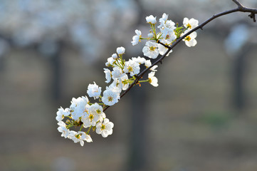 Pear flower in full bloom in spring