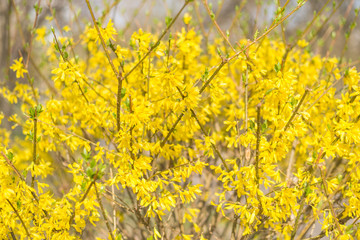 Obraz premium Background of small yellow flowers on the tree.