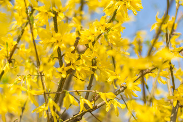 Background of small yellow flowers on the tree.