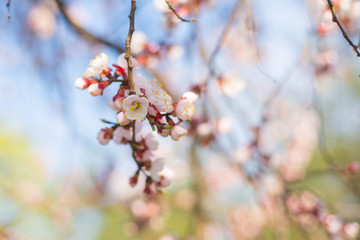Flowering apricot branches against the blue sky.