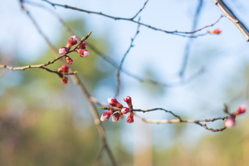 Flowering apricot branches against the blue sky.