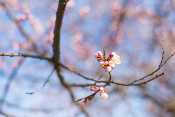 Flowering apricot branches against the blue sky.