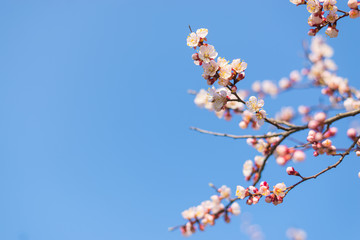 Flowering apricot branches against the blue sky.