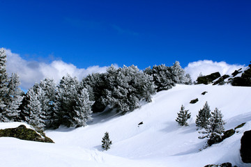 Fototapeta na wymiar Winter mountain landscape with coniferous trees covered by snowflakes. Shine blue and cloudy sky.