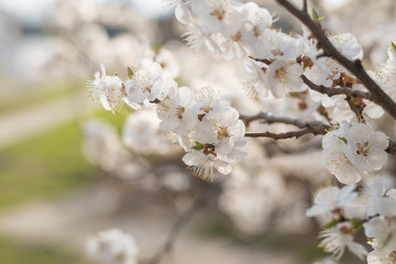 Flowering apricot branches against the blue sky.
