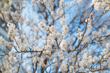 Flowering apricot branches against the blue sky.