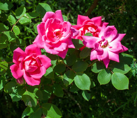 Wild roses growing through fence in alley.