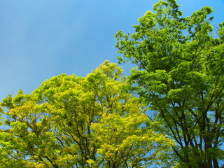 新緑の欅と青空
