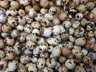 Fototapeta premium Textured background with small quail eggs. Eco products. Horizontal format