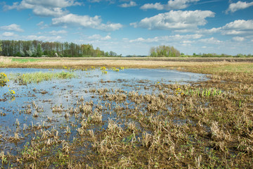 Grass in water on the meadow, white clouds on blue sky