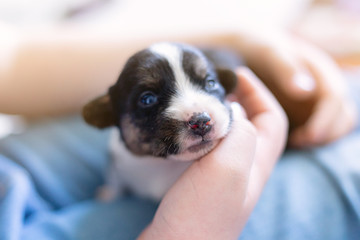 hands of the person child hold a small newborn puppy welsh corgi cardigan . the puppy has just opened his eyes sits on his owner feet. man strokes a dog