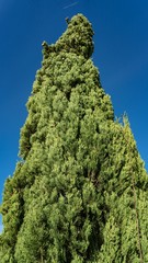 Cypress Trees on the sky background. View from the bottom. Sochi, Russia.