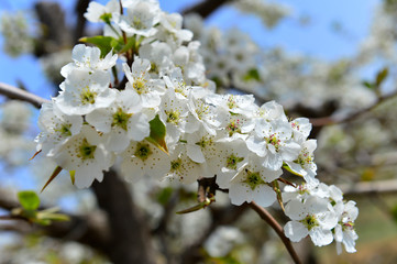 Fototapeta premium Pear flower in full bloom in spring