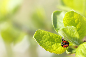 Fototapeta premium pair of ladybugs on sheet of fruit tree spend time together. spring dates in nature