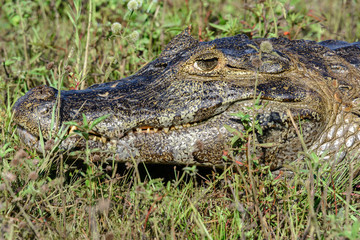 Caiman in Pantanal, Mato Grosso do Sul, Brazil