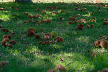 Obraz premium Spiky chestnut shells laying in the grass