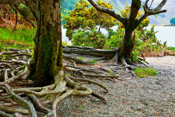  tree in the forest, Killarney National Park, County Kerry,republic of Ireland