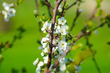 blooming cherry orchard in spring. Many flowers on the branches of trees