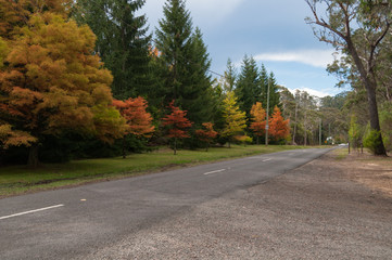 Countryside landscape of asphalt road and colorful autumn trees along the road