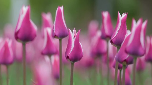 Closeup view of beautiful white and pink delicate tulips flowers growing outdoors on spring windy day. Real time full hd video footage.