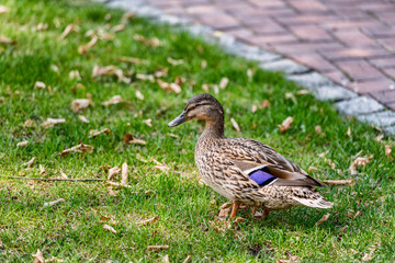 Closeup duck in Mejigorye park, Ukraine