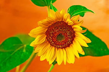Yellow and orange sunflower