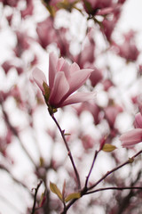 beautiful pink magnolia tree