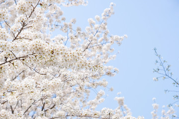 Close up white sakura flower blossom on tree in spring seasonal,natural background