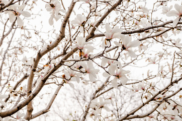 Close up white sakura flower blossom on tree in spring seasonal,natural background
