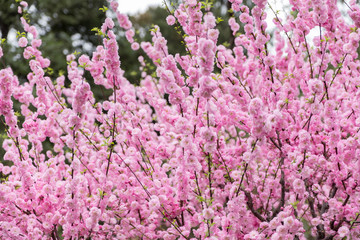 Obraz premium Close up pink plum flower blossom on tree in spring seasonal,natural background