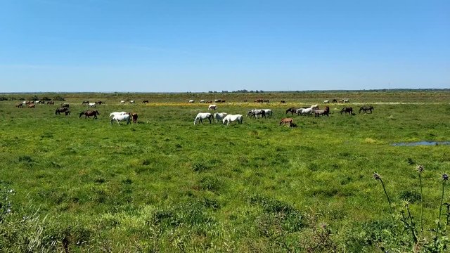 Purebred andalusian spanish horses, mares and foals grazing in "Do&ntilde;ana National Park" Donana nature reserve in wetlands