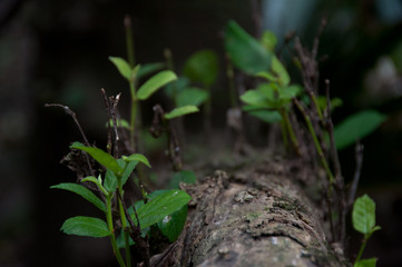 Close up of tree log with young growth, fragile verdure shoots