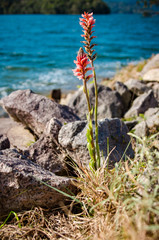 Tiny flower among rocks on blue lake border
