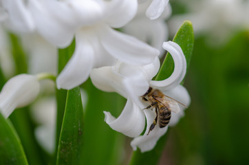 Honey bee and white hyacinth