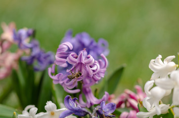 Honey bee and colorful hyacinths