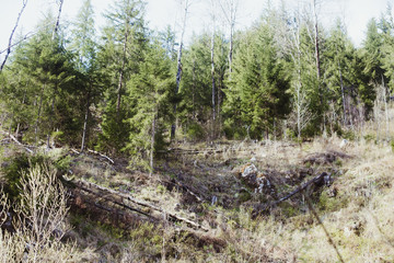 Illegal logging. Deforestation rock-fall hazard risk 