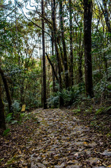 Dried leaves on a stone trail in the middle of a forest