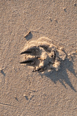 Dogs paw with claws footprint in sand