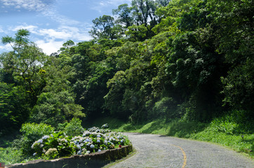 Fototapeta na wymiar Graceful road in the middle of the Atlantic forest in the south of Brazil