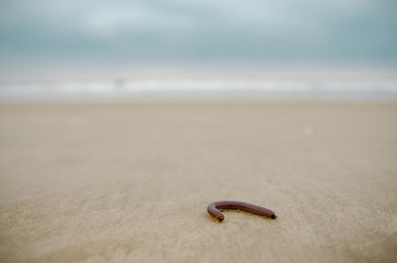 Centipede in the sand of the beach