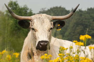 Rind mit hörn