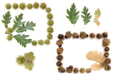 set collection of Turkey oak (Quercus cerris) fruits and leaves isolated on a white background.